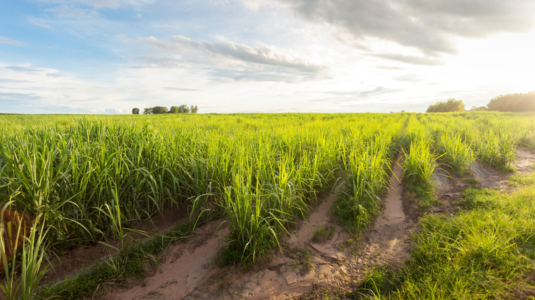 Green sugarcane fields at sunset